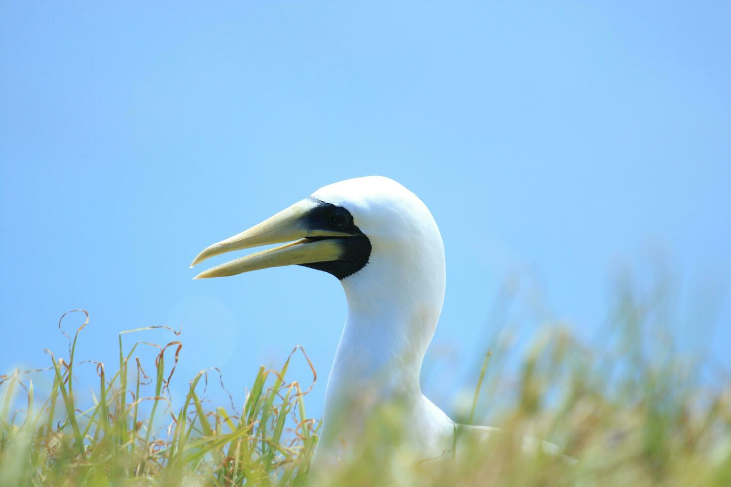 Masked Booby in Australia photo