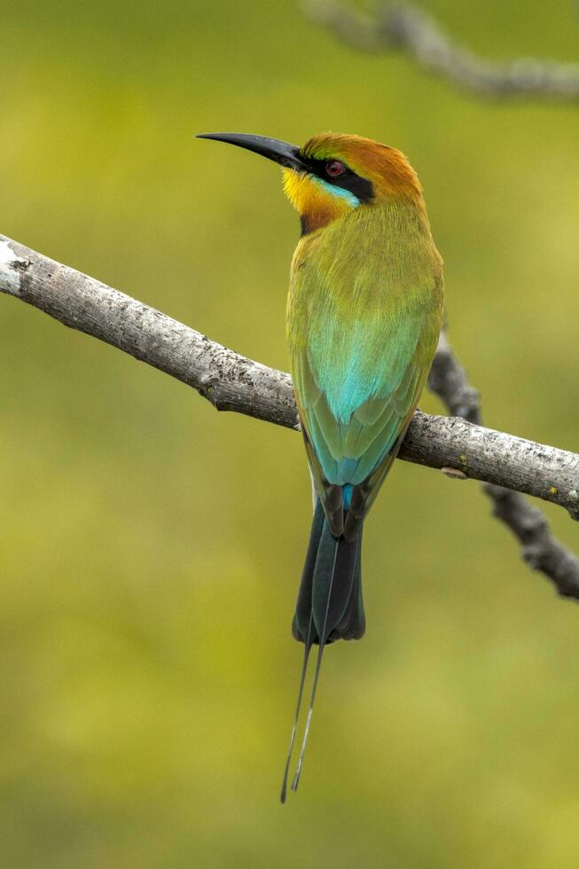 Rainbow Bee-eater in Australia photo