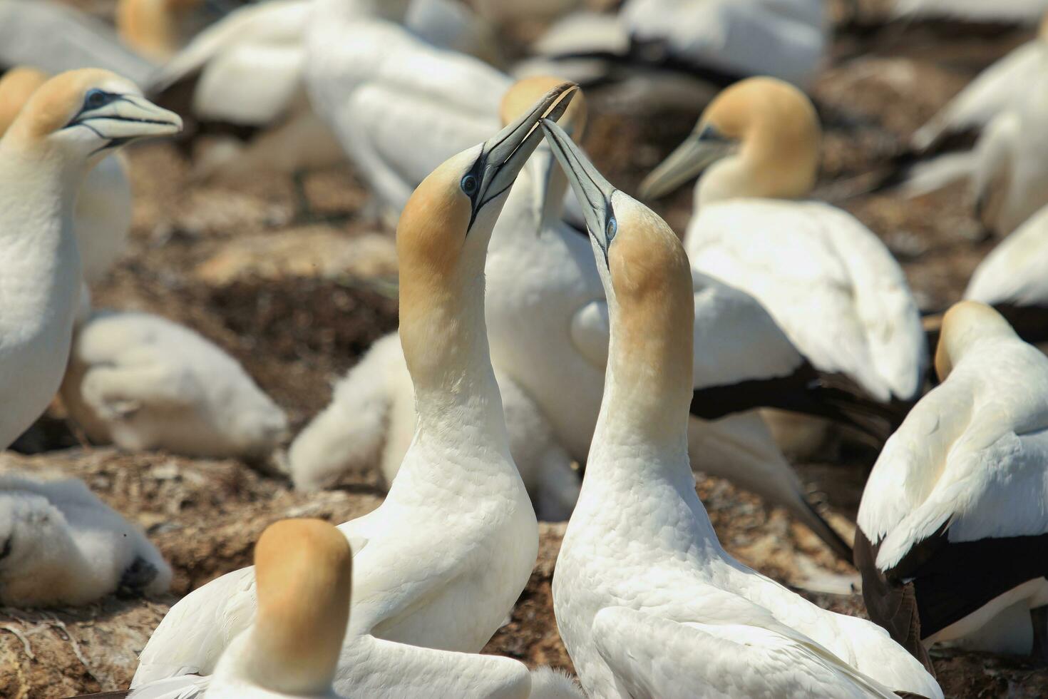 australasiano gannet en australasia foto