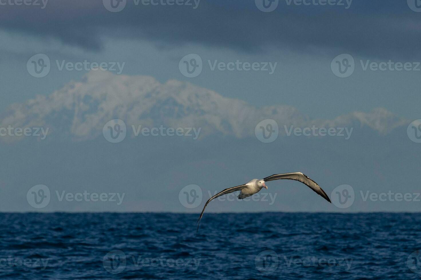 Northern Royal Albatross photo
