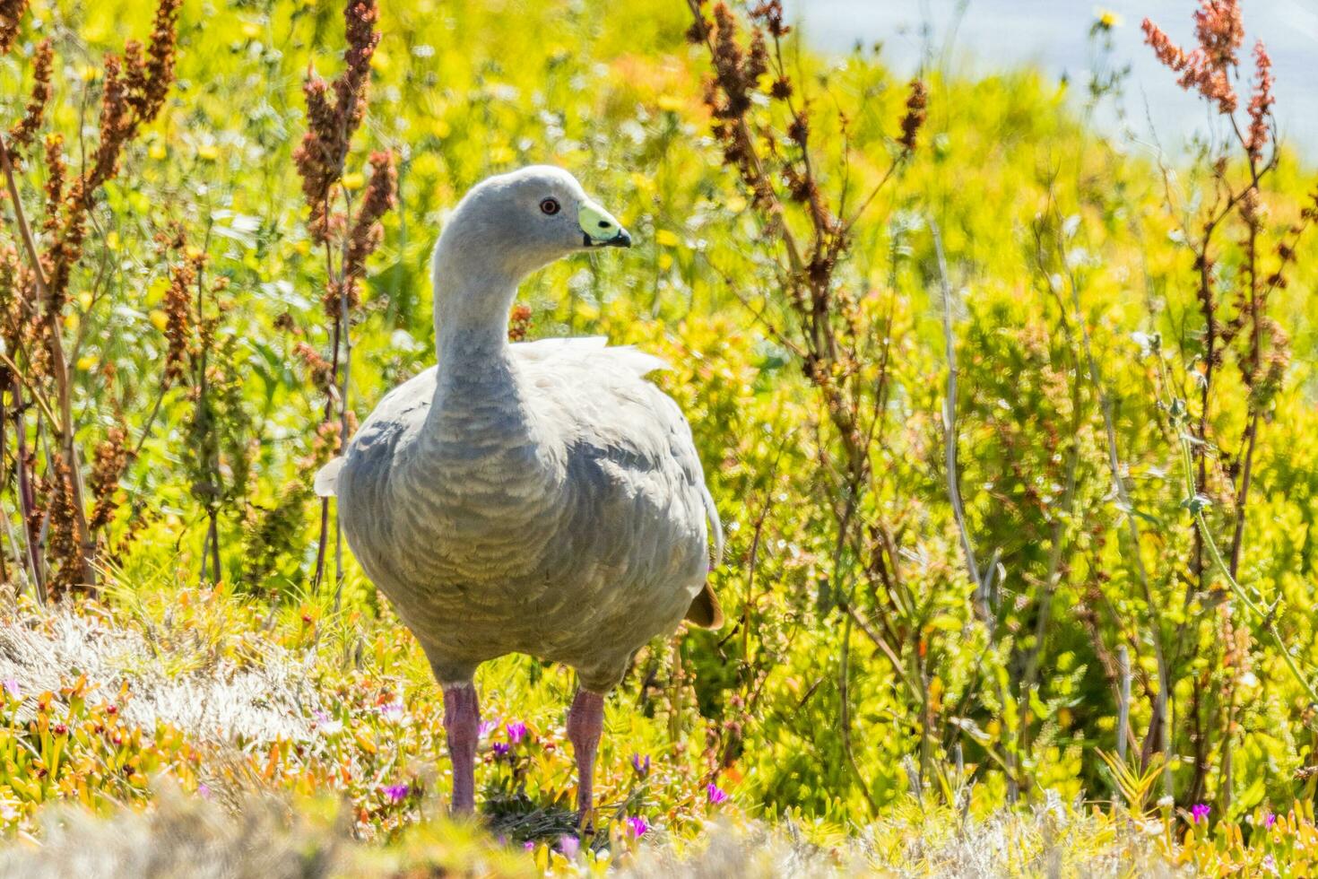 Cape Barren Goose in Australia photo