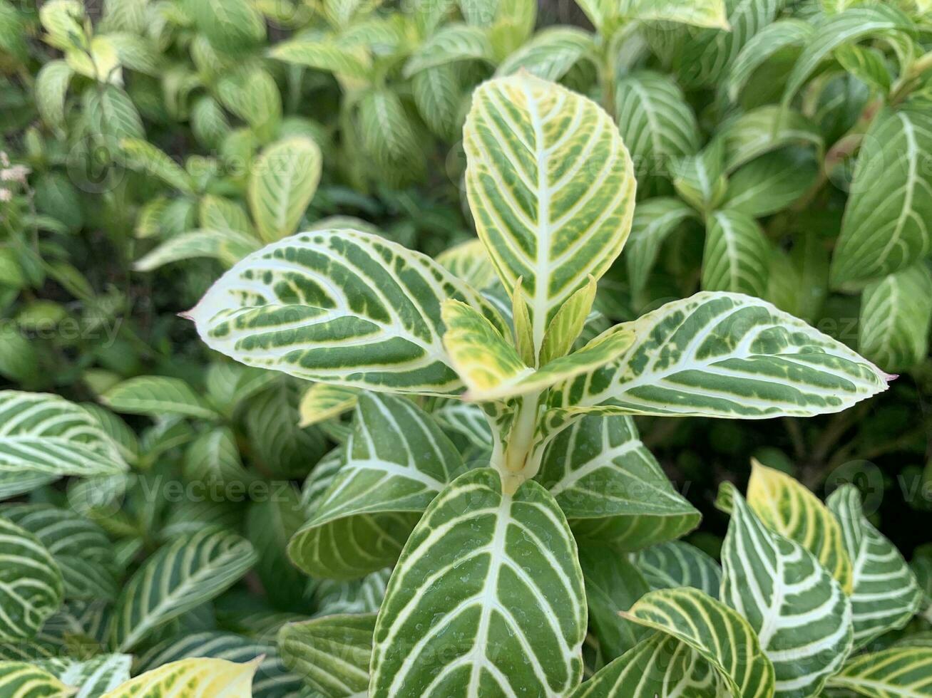 a piece of Yellow Green Leaves Of Zebra Plant or Sanchezia speciosa Leonard Pattern Background photo