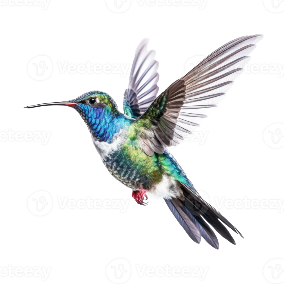 Blue vivid Broad Billed Hummingbird isolated. Illustration png