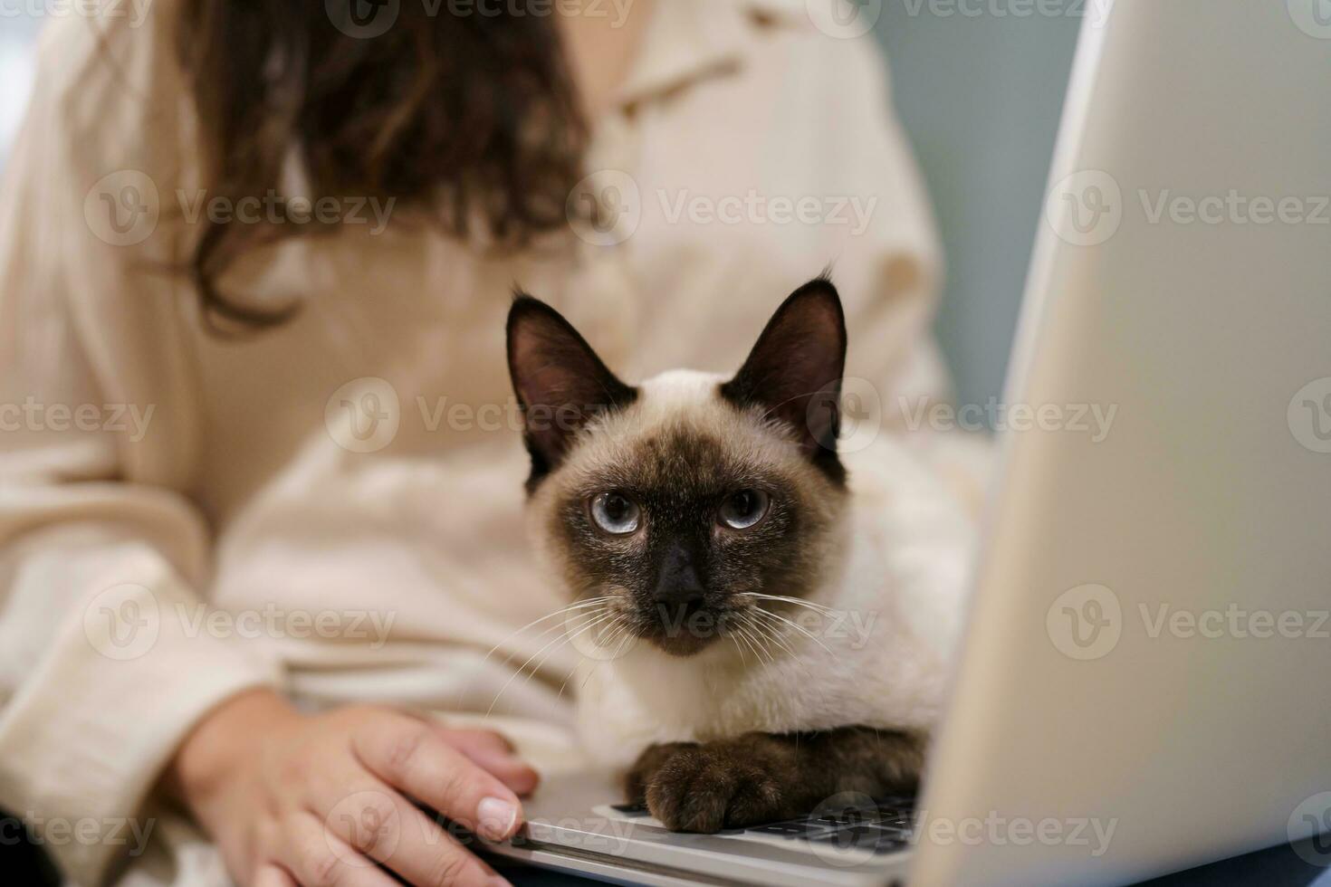 woman working from home with cat. cat asleep on the laptop keyboard. assistant cat working at Laptop photo