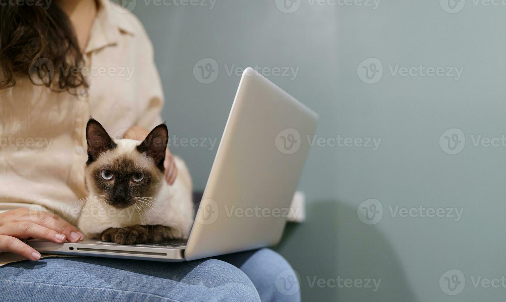 woman working from home with cat. cat asleep on the laptop keyboard. assistant cat working at Laptop photo