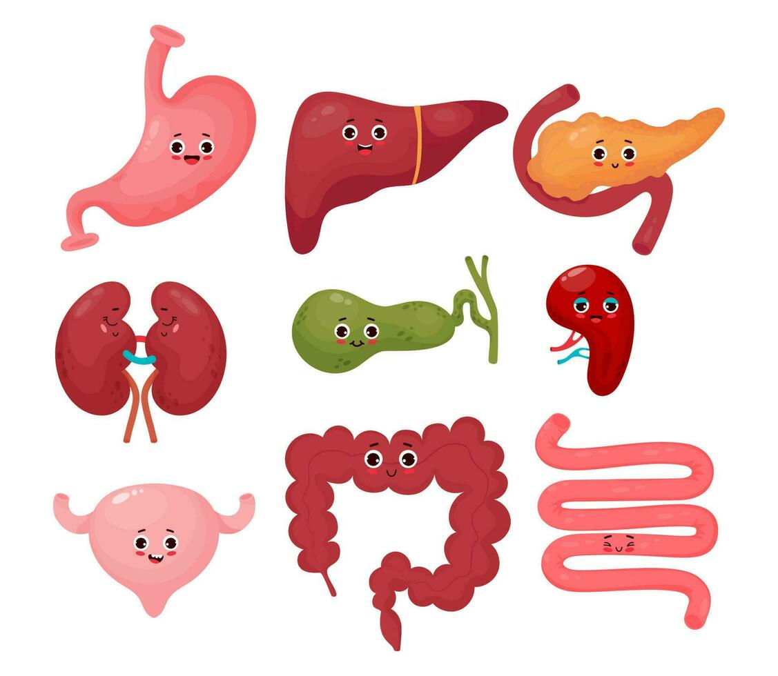 Collection cute human cartoon organs. Gastrointestinal tract. Vector flat cartoon character illustration design. Anatomy concept. Funny characters organs isolated on white background.