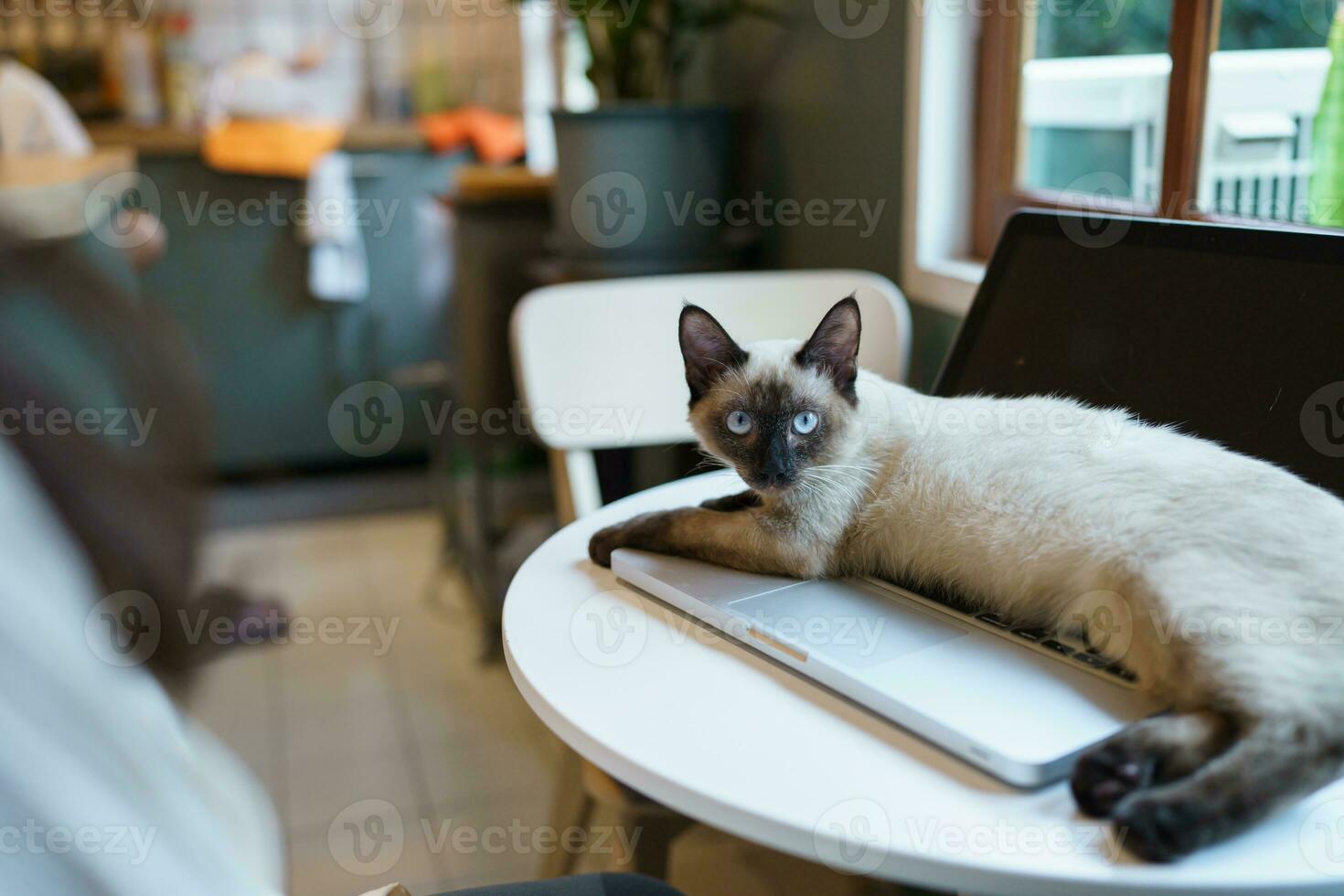 woman working from home with cat. cat asleep on the laptop keyboard. assistant cat working at Laptop photo