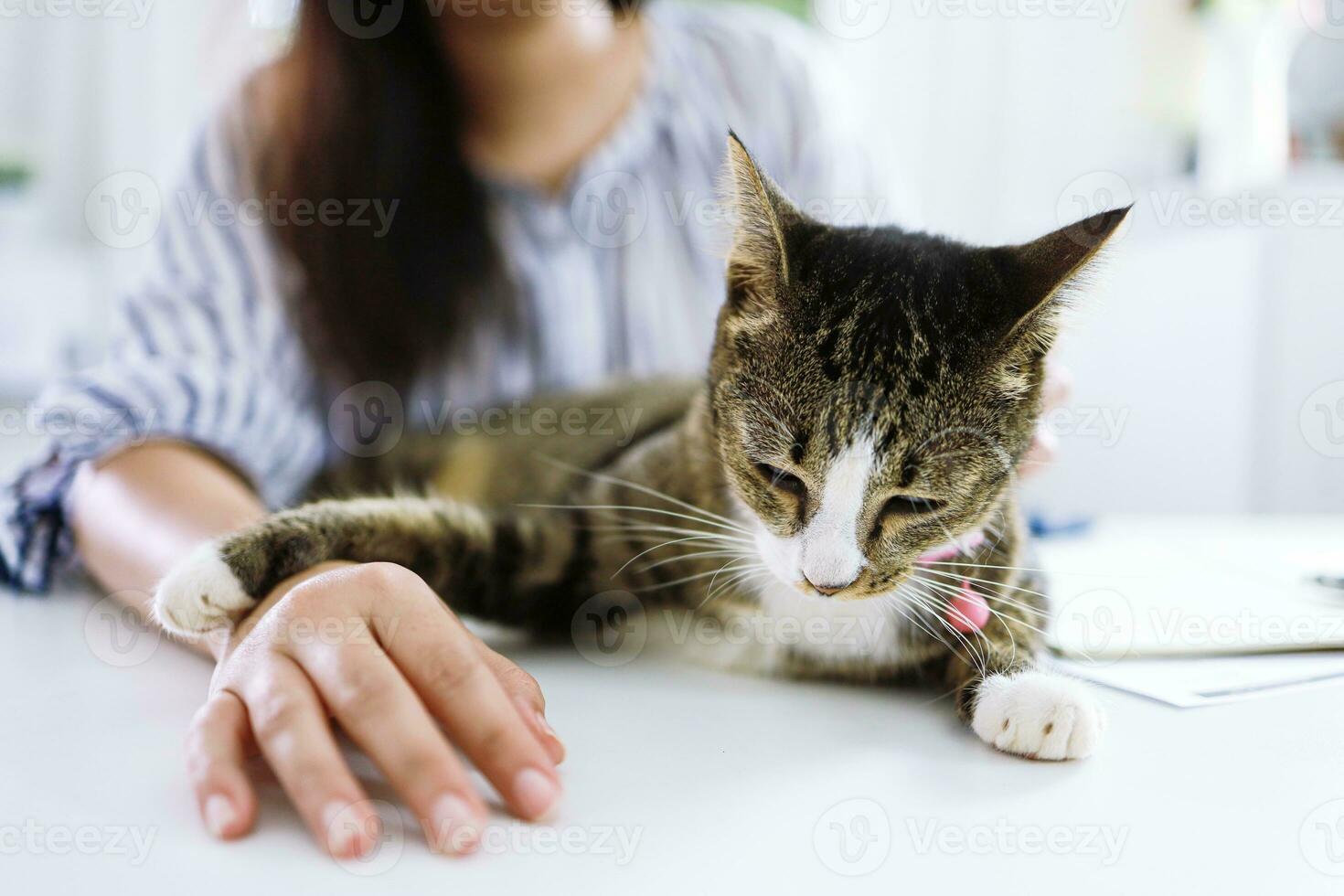 negocio mujer trabajando desde hogar con gato foto