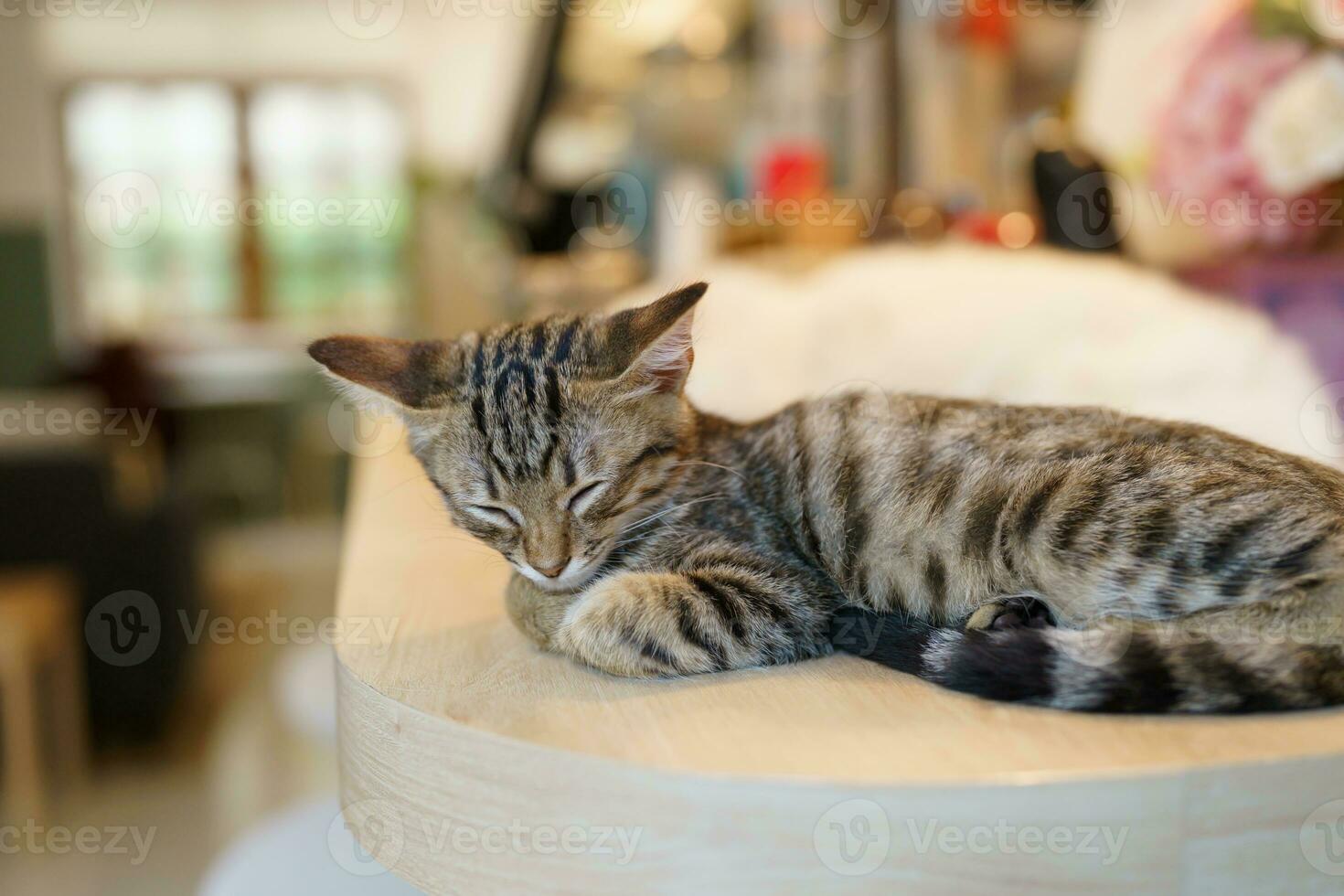 Little brown tabby kitten cute animals in house. photo