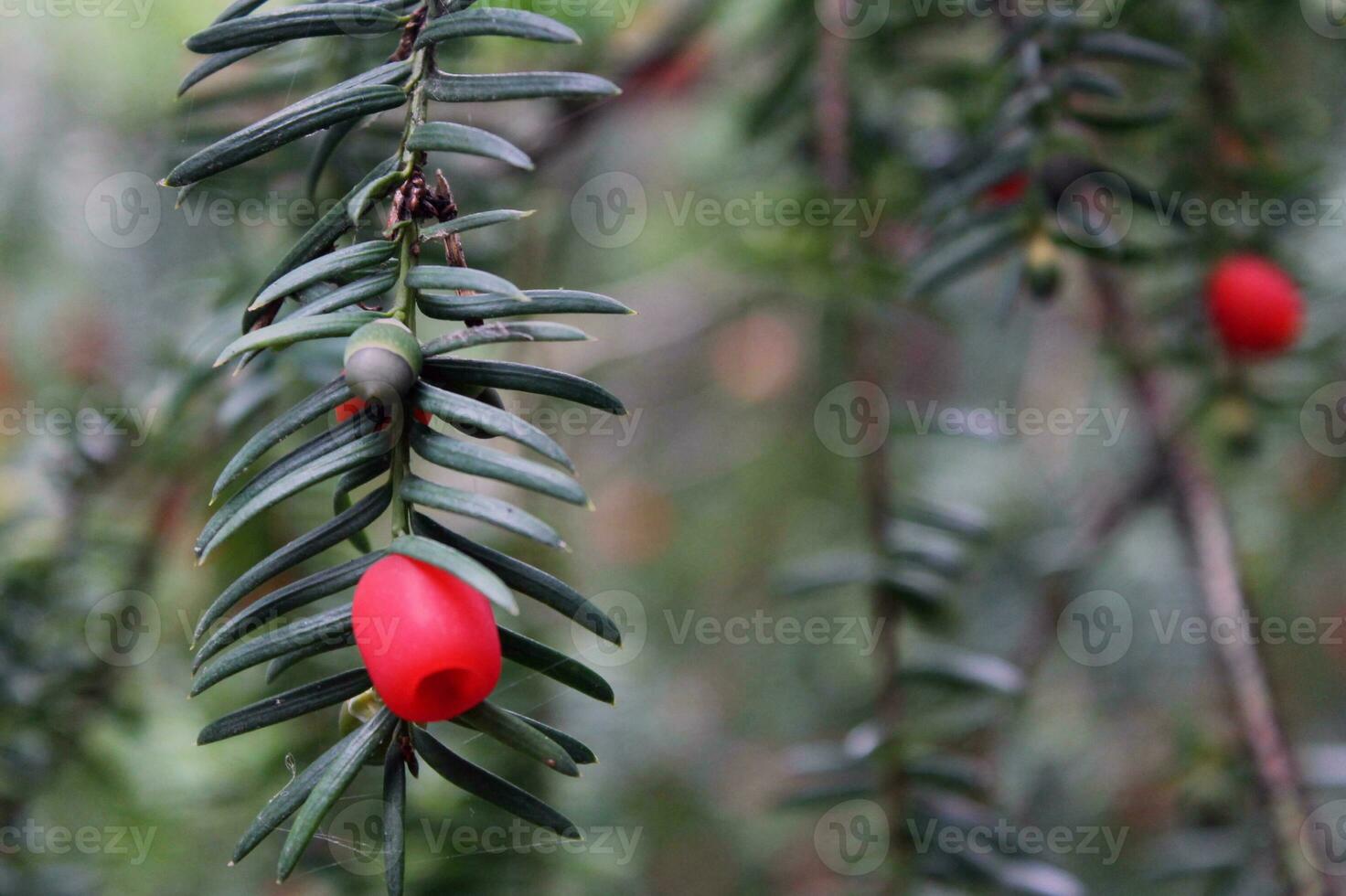 The branches and berries of the yew tree. Yew tree macro. red berries on a background photo