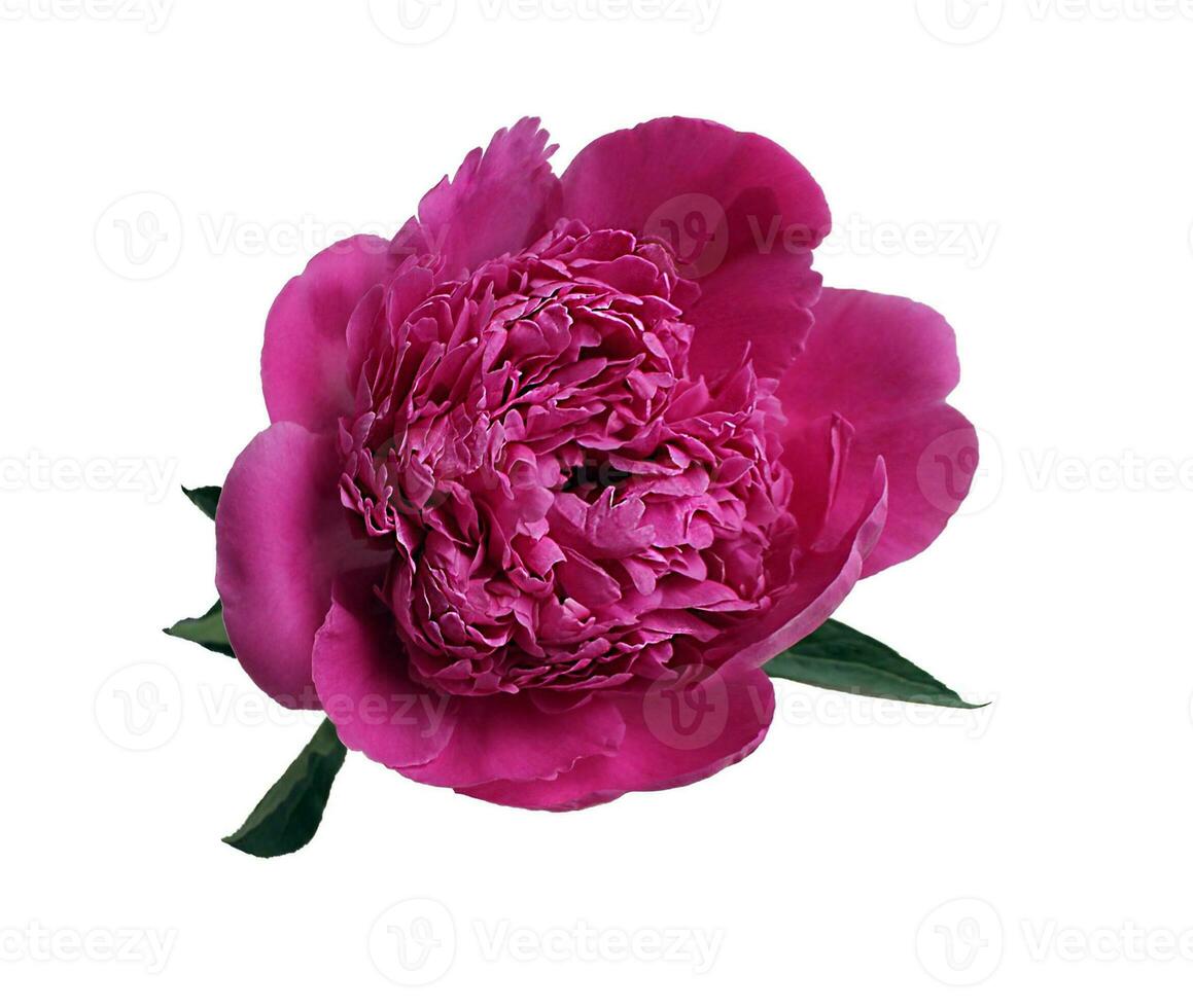 Pink bud of peony flowers isolated on white background. Blooming lush peonies for design photo