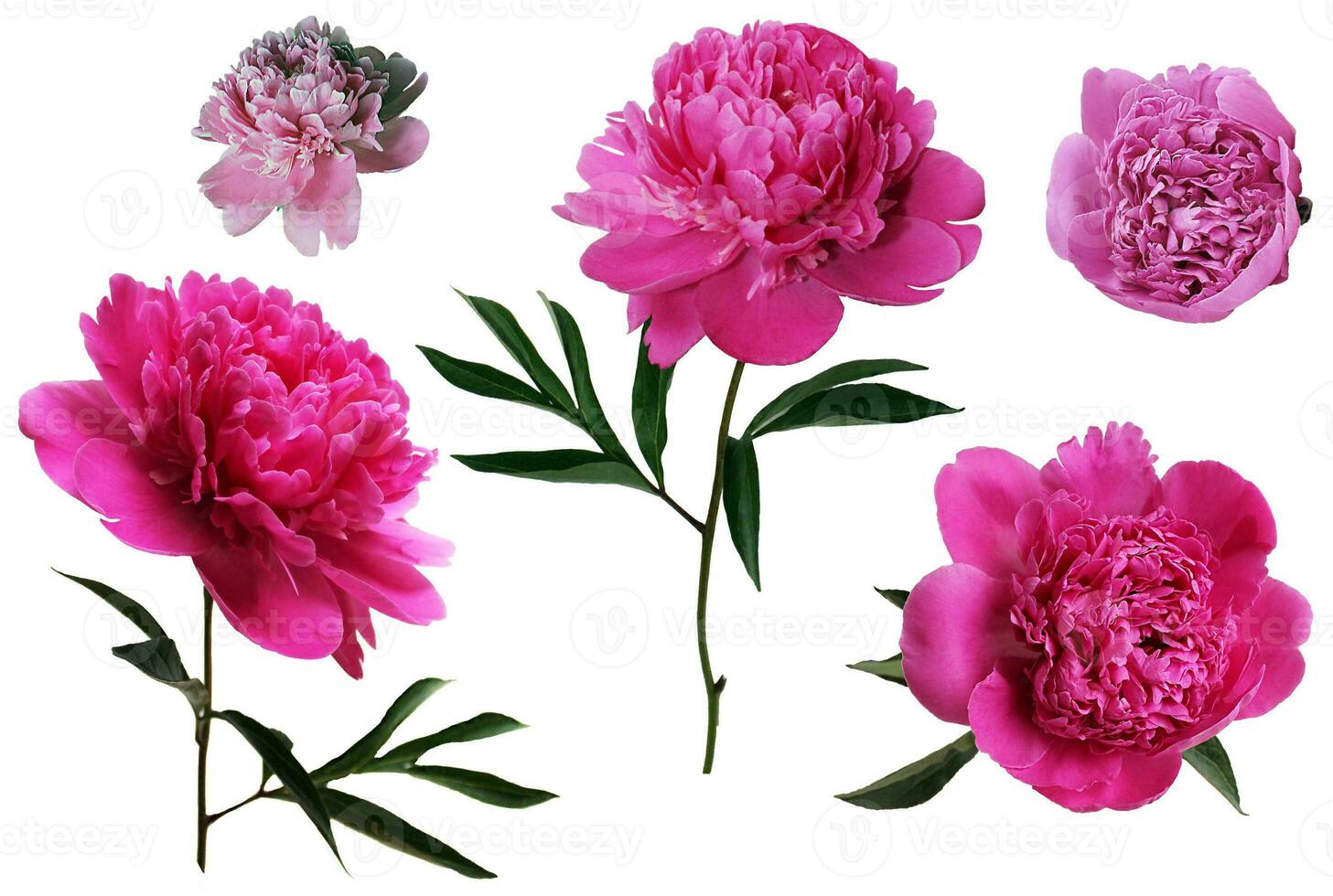 Pink buds of peonies flowers isolated on white background. Set of blooming lush peonies for design photo