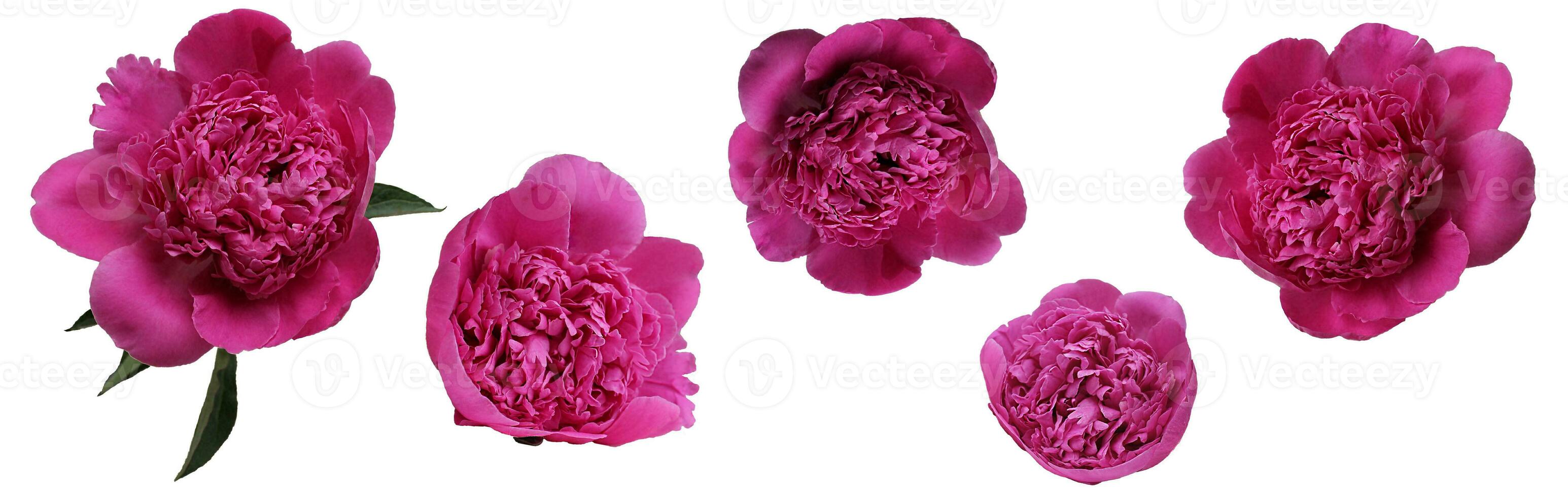 Pink buds of peonies flowers isolated on white background. Set of blooming lush peonies for design photo
