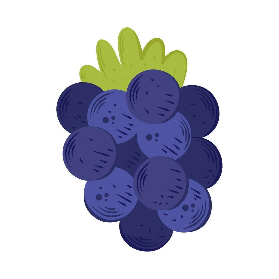 Ripe grapes fruits icon isolated vector