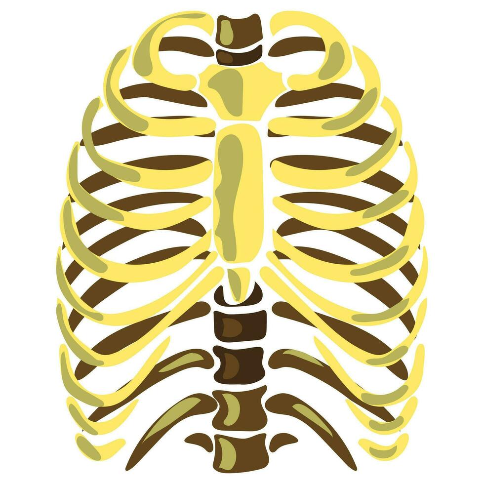 The human skeleton of the chest is located straight. Vector illustration of three shades of brown. Cartoon natural bones for Halloween greeting card. A mystical item for witchcraft