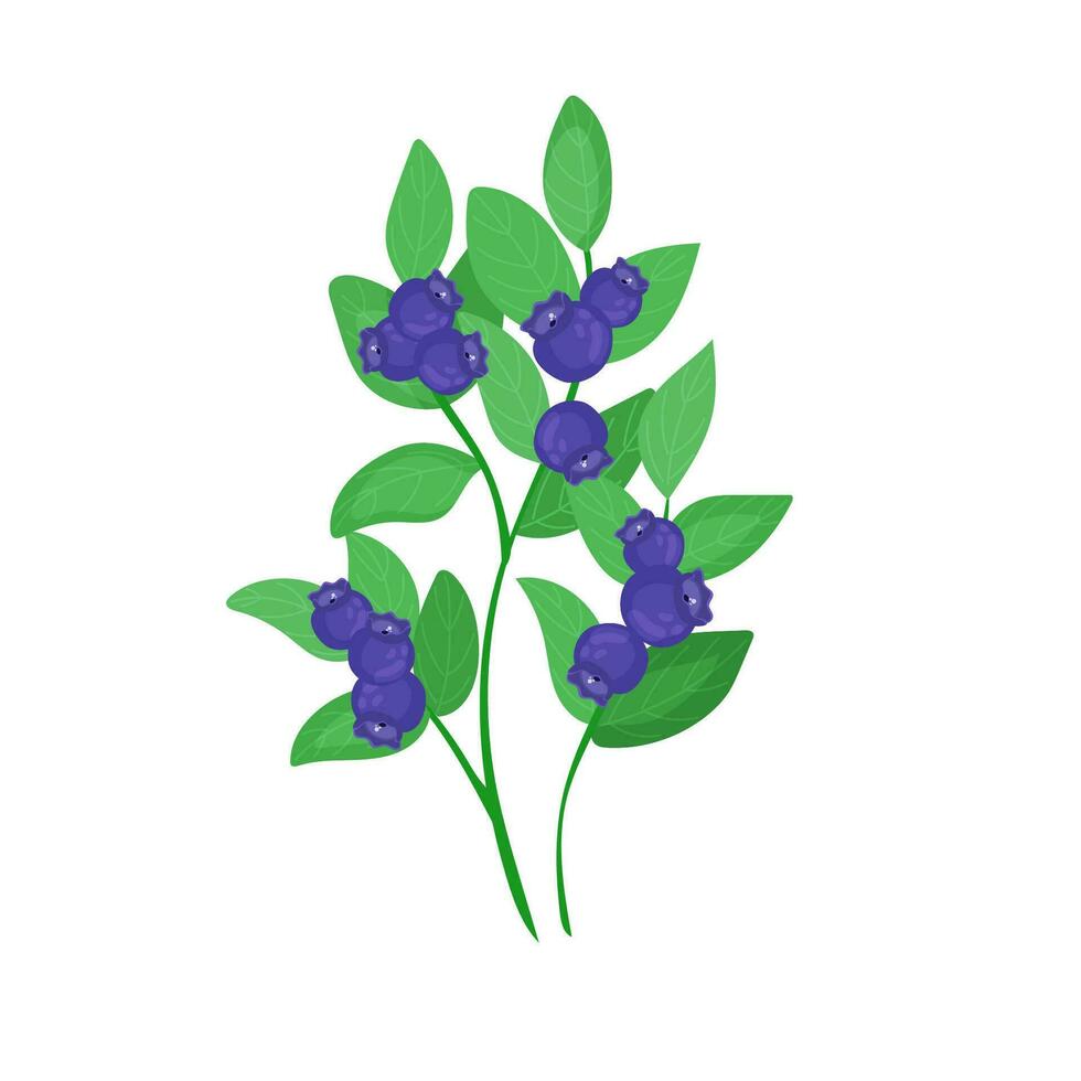 A green forest plant. A small blueberry bush with berries in cartoon style is isolated on a white background. vector