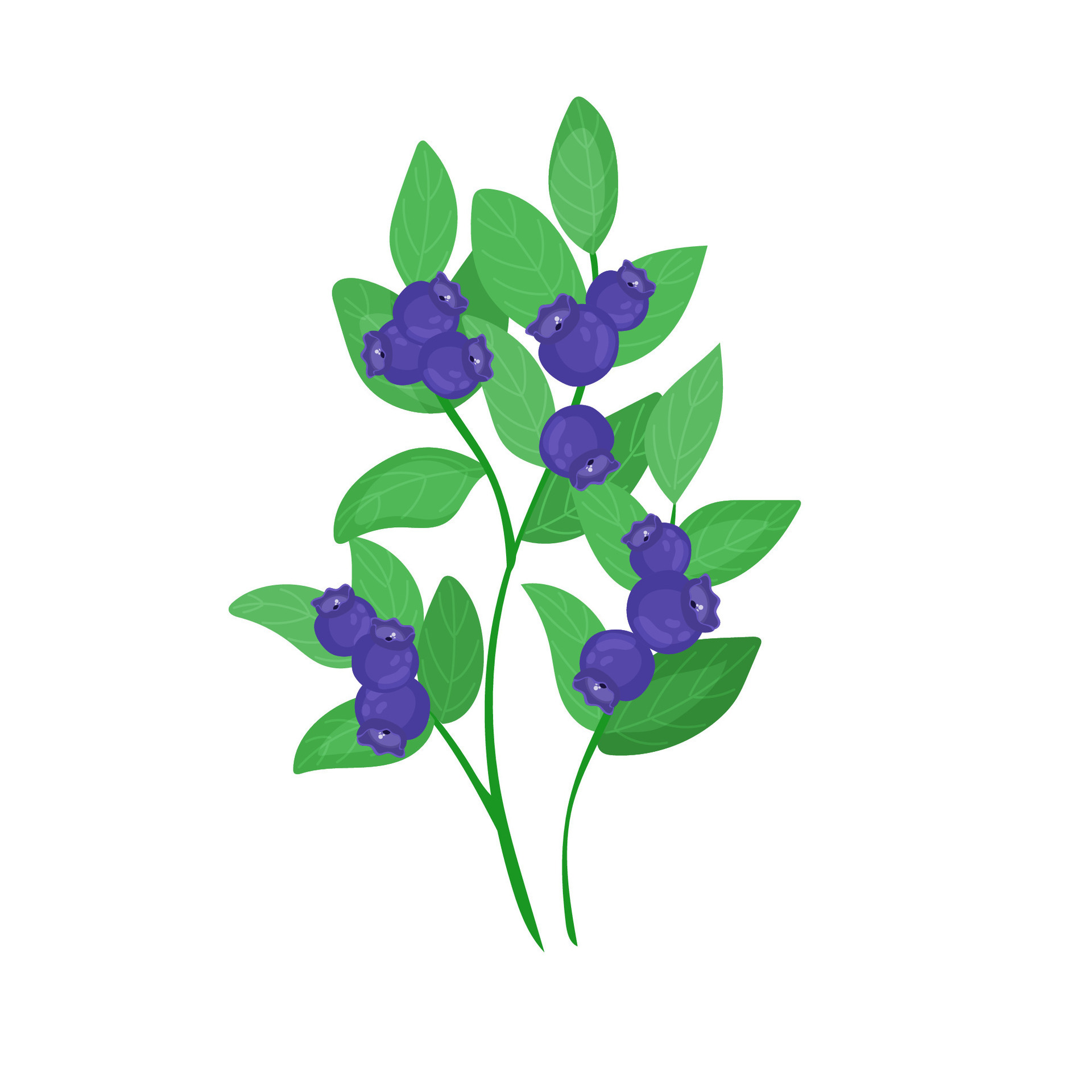 A green forest plant. A small blueberry bush with berries in cartoon style is isolated on a
