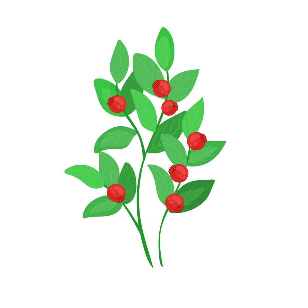 A green forest plant with red berries. A small lingonberry bush with berries in cartoon style is isolated on a white background. vector