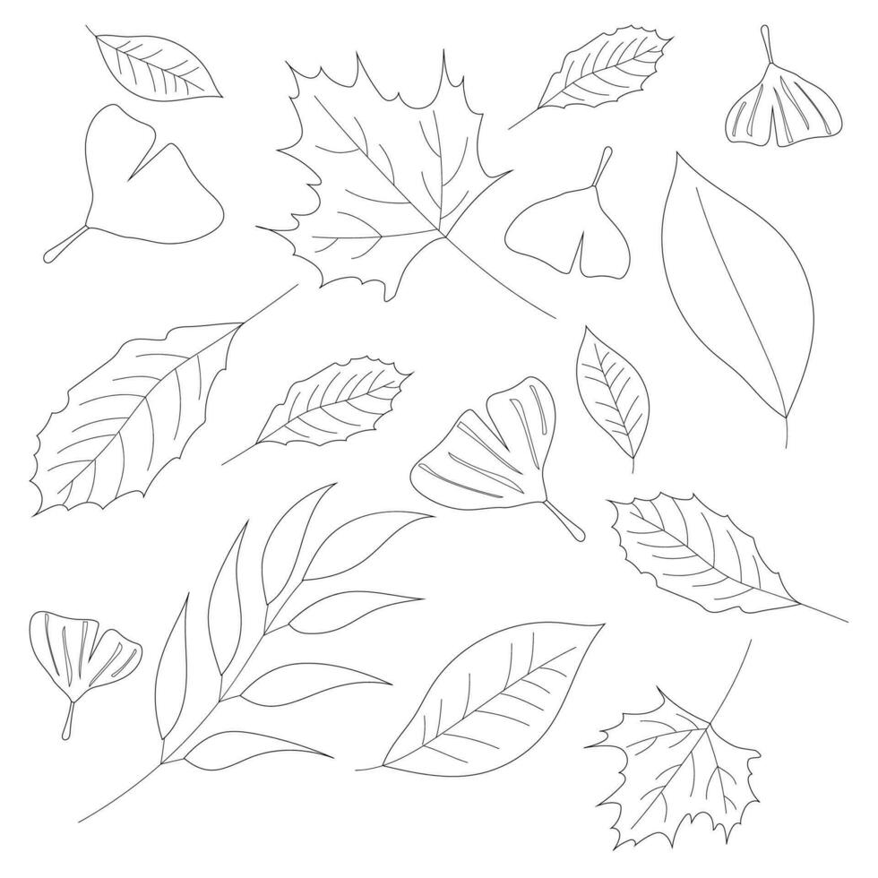 Leaves, autumn leaves in black and white are isolated on a white background. vector