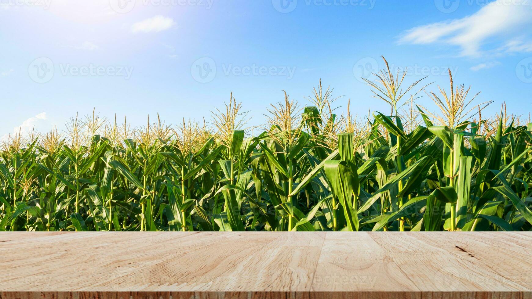 Wooden floor with nature green corn field agriculture garden background, copy space photo