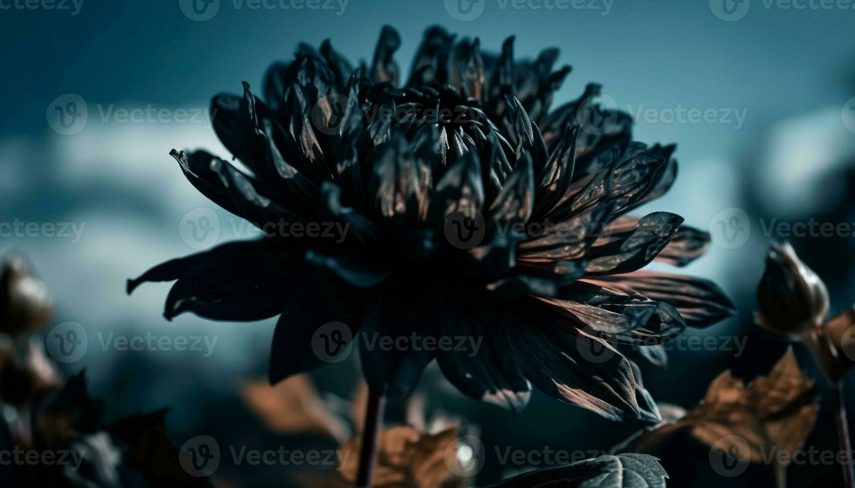 Sunlit purple daisy on green leaf, nature delicate decoration generated by AI photo