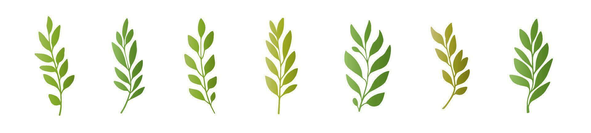 Floral set of laurel and olive branches. Isolated vector flora elements on a white background. Botanical vector illustration.