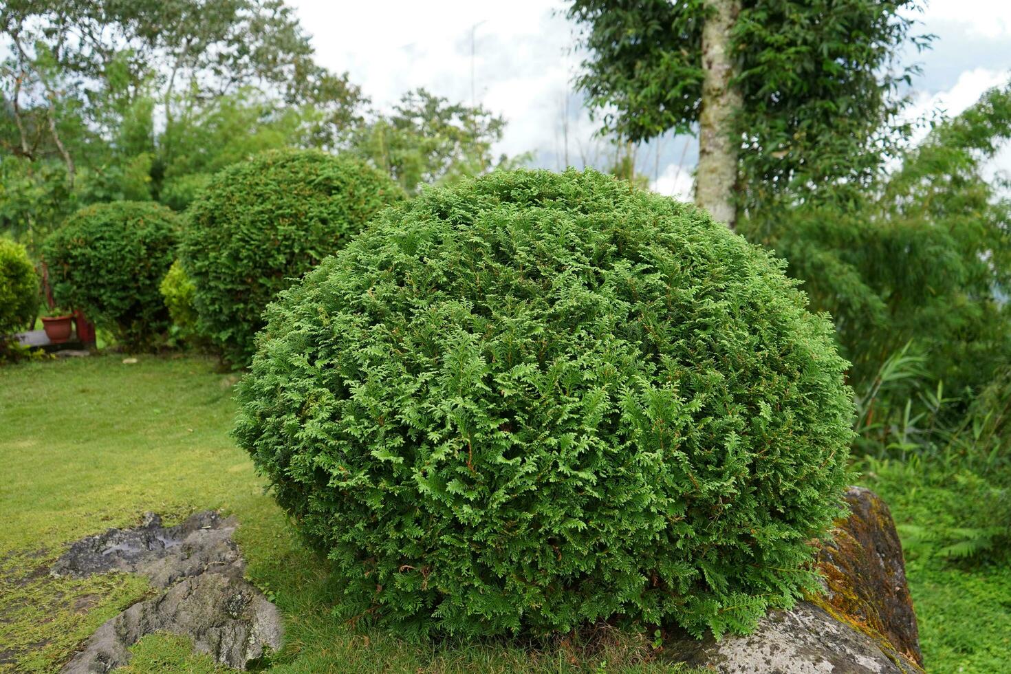 Green Round Shape shrubs Bush Plant Background, Thuja occidentalis photo