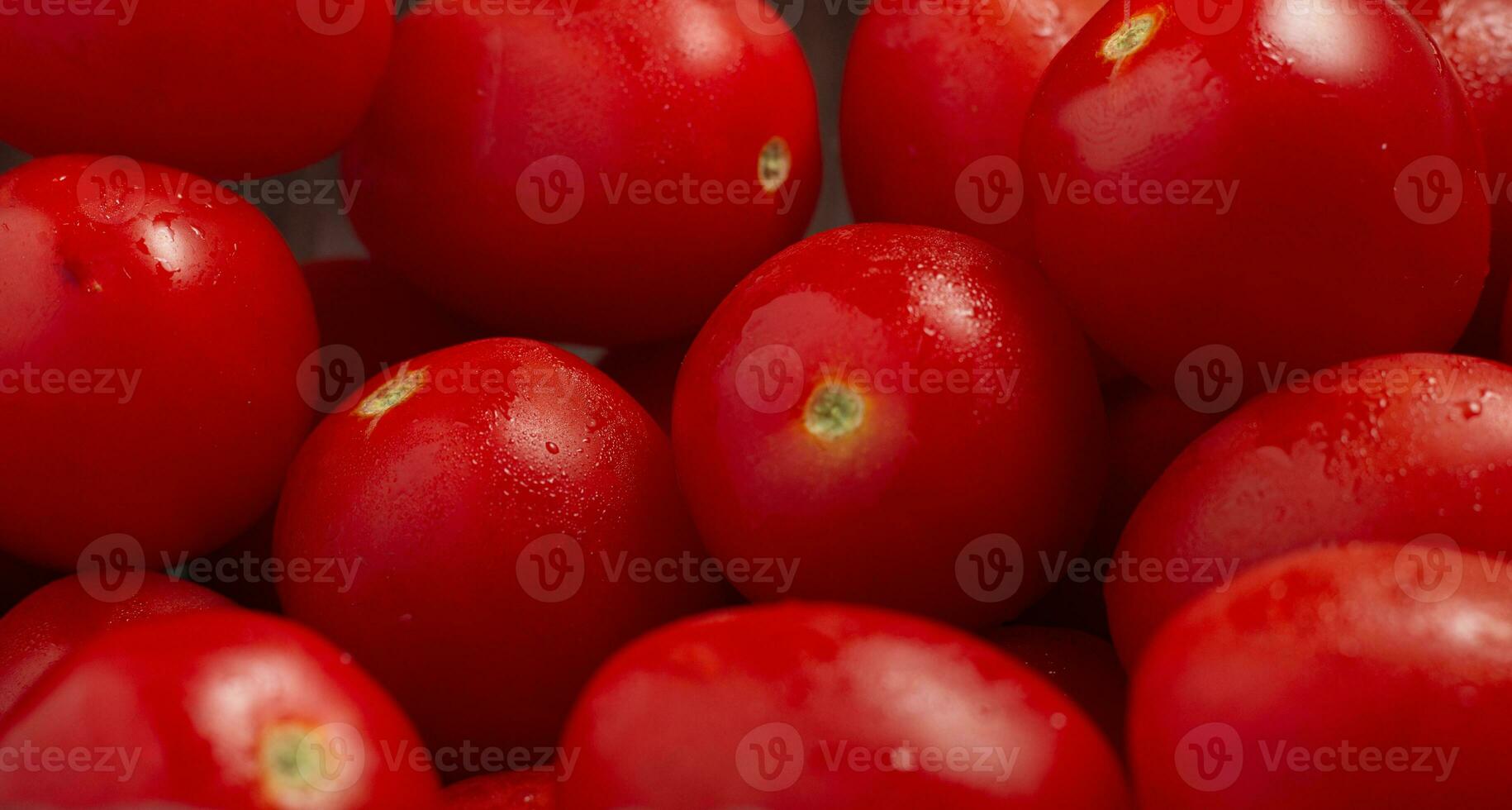 Lots of fresh ripe tomatoes with drops of dew. Close-up background photo