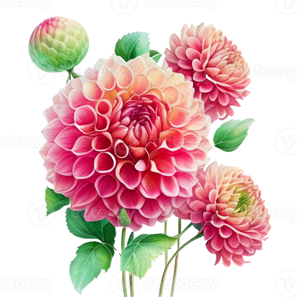 rose brillant aquarelle fleur pompon dahlias. ai généré png