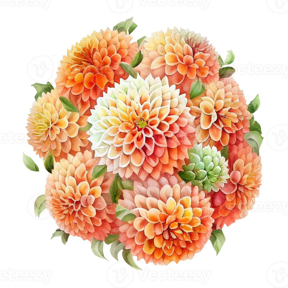 Orange Watercolor Flower Pompon Dahlias. png