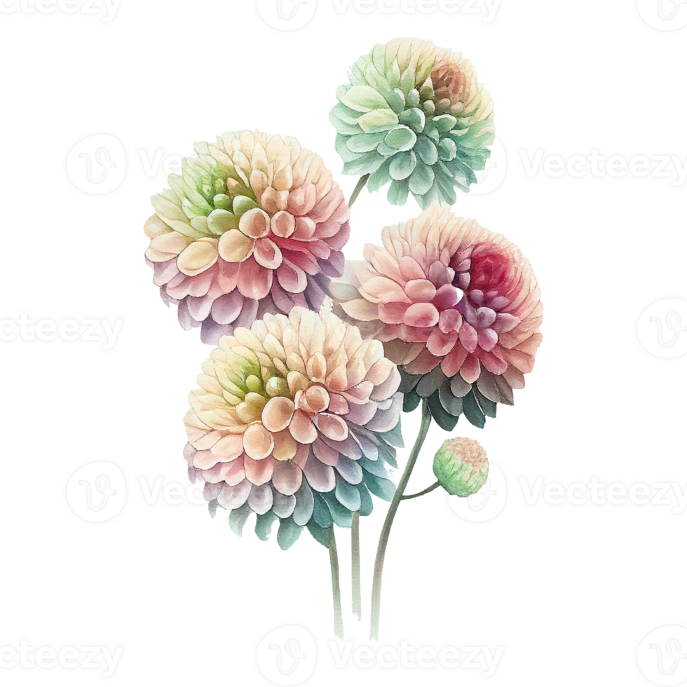 Pink Bright Watercolor Flower Pompon Dahlias. png