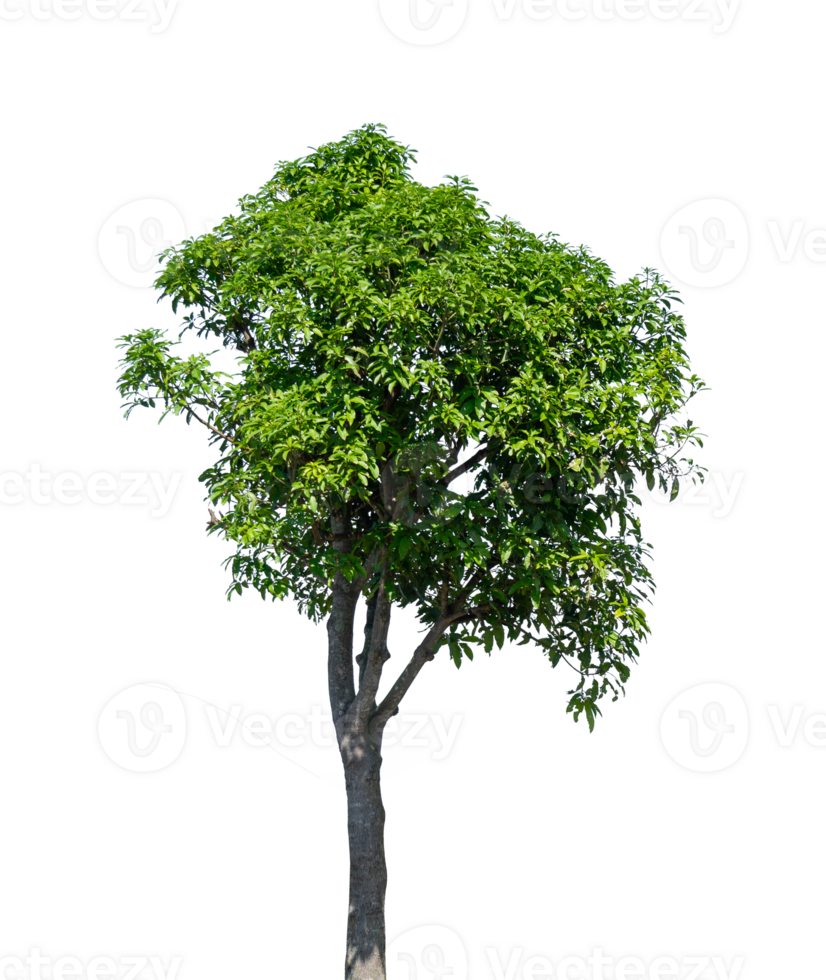 Big tree isolated. Natural plant element png