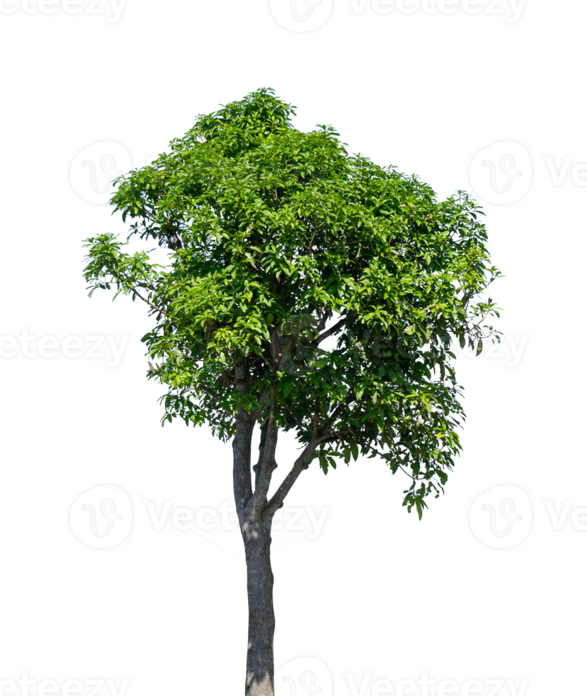 groß Baum isoliert. natürlich Pflanze Element png