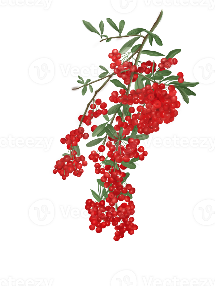 een Afdeling van winter rood zoet bessen, groen bladeren dat liet zien schaduw en licht. waterverf, isoleren en 3d digitaal afbeelding. png