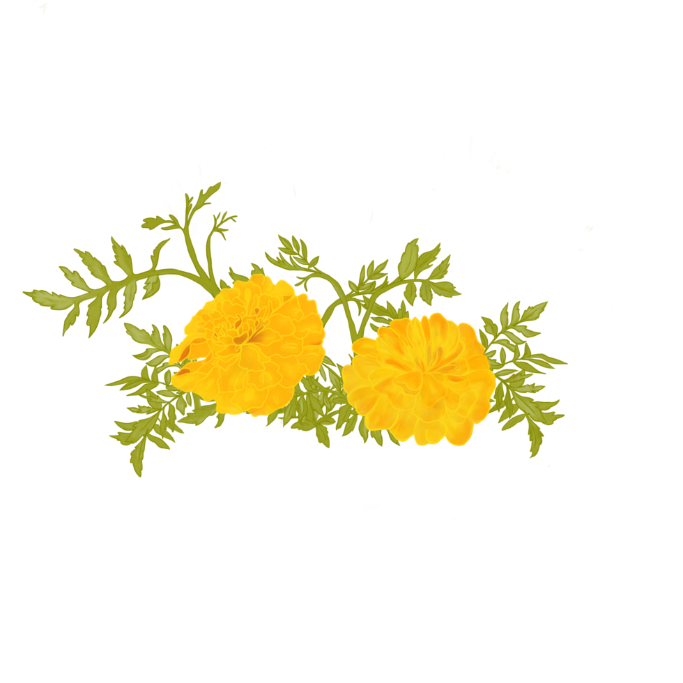 Digital art, hand painting bloom yellow marigold flower with green leave. png