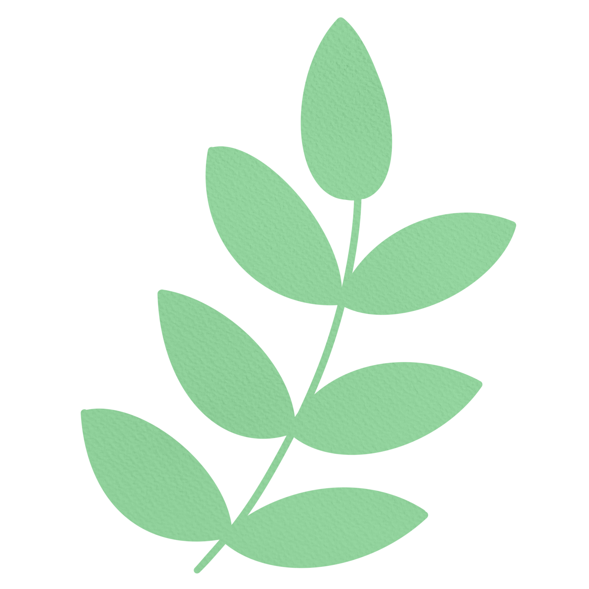 green vine leaves isolated 24750650 PNG