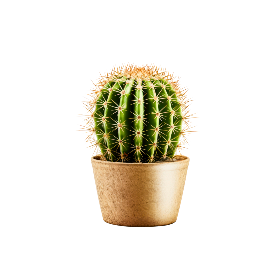 Cactus in a pot. Stock image for decorating a scene or background. png