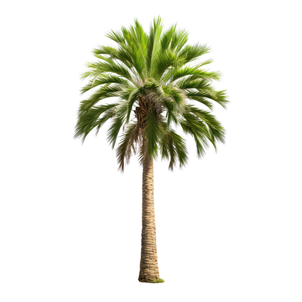 palm tree photos for decoration background or scene png