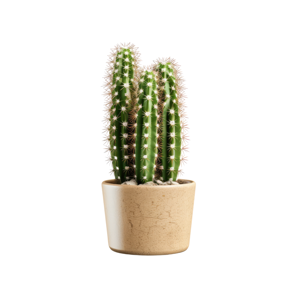 Cactus in a pot. Stock image for decorating a scene or background. png