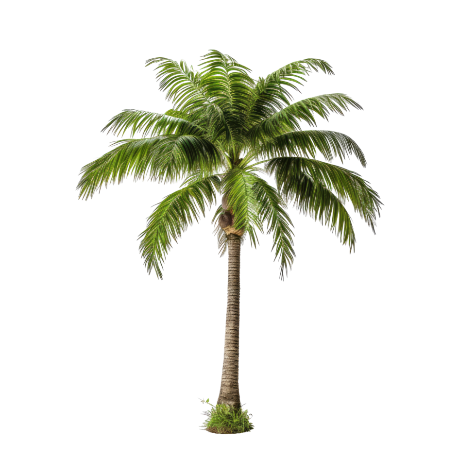 ai generated palm tree photos for decoration background or scene png