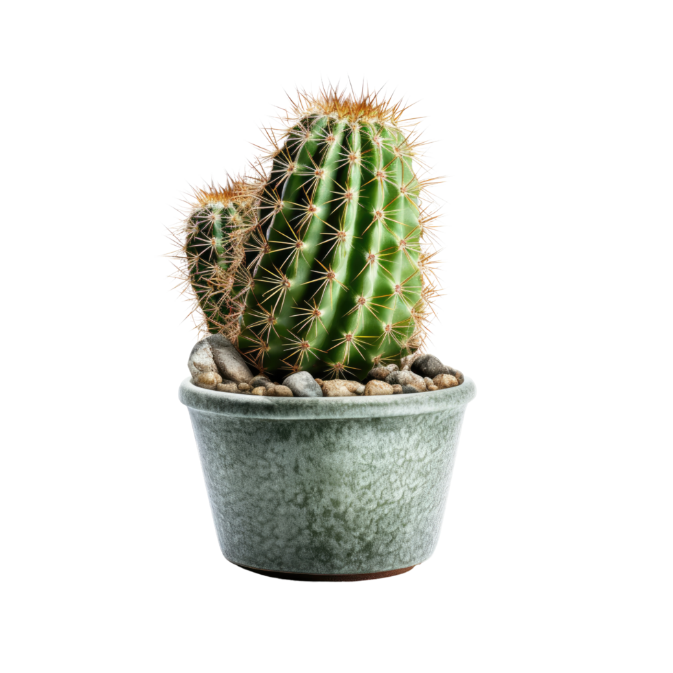 Cactus in a pot. Stock image for decorating a scene or background. png