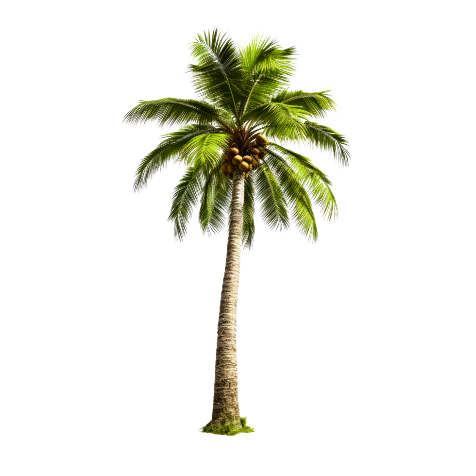 ai gegenereerd palm boom foto's voor decoratie achtergrond of tafereel png