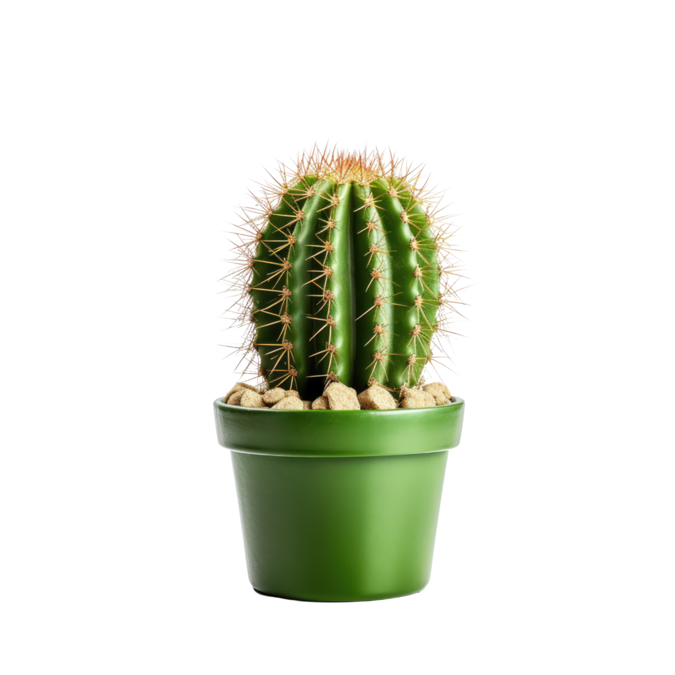 Cactus in a pot. Stock image for decorating a scene or background. png