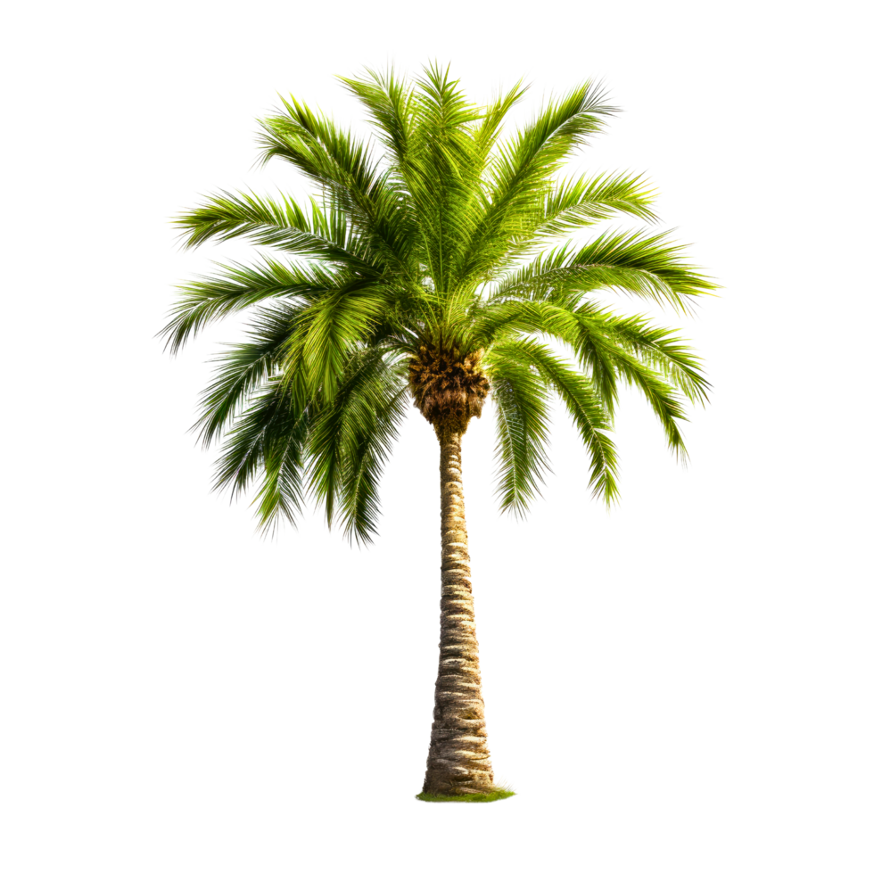 palm tree photos for decoration background or scene png