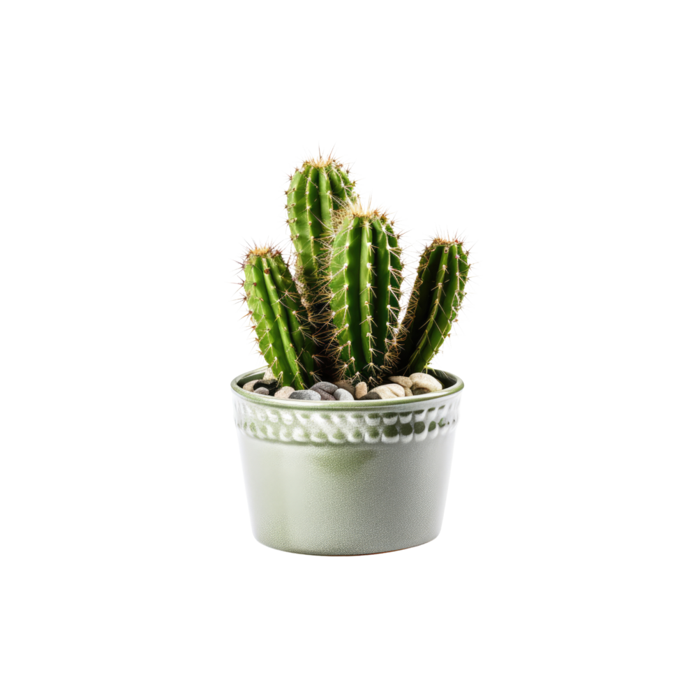 Cactus in a pot. Stock image for decorating a scene or background. png