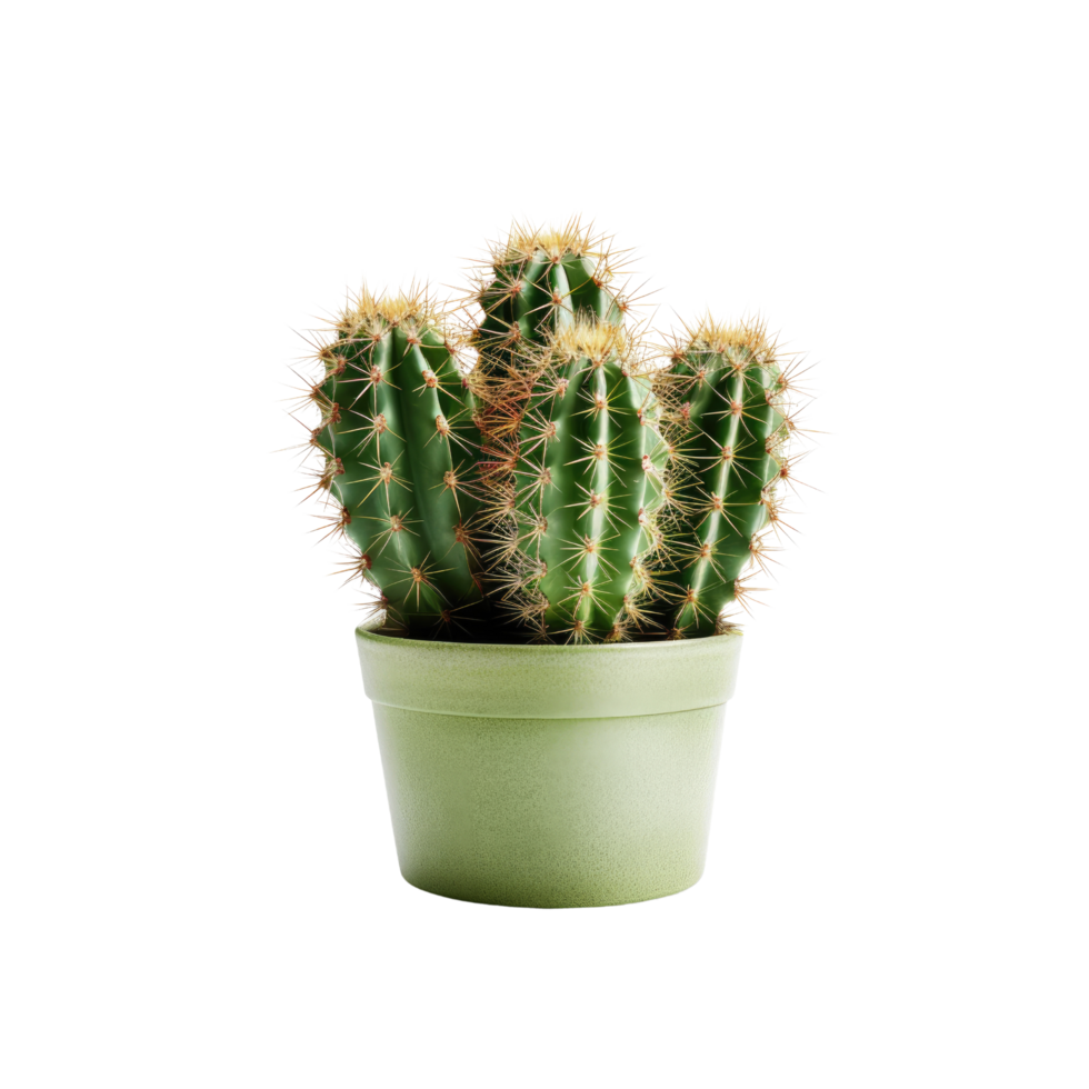Cactus in a pot. Stock image for decorating a scene or background. png