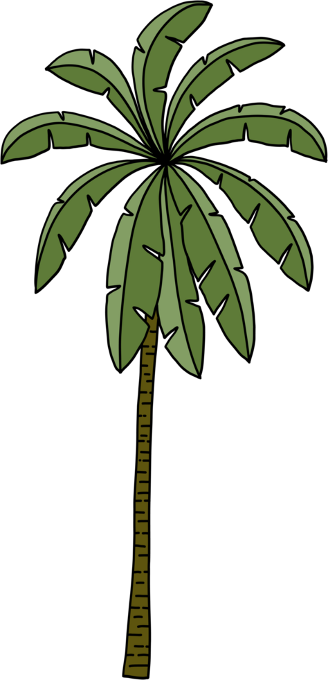 doodle coconut tree freehand drawing. png