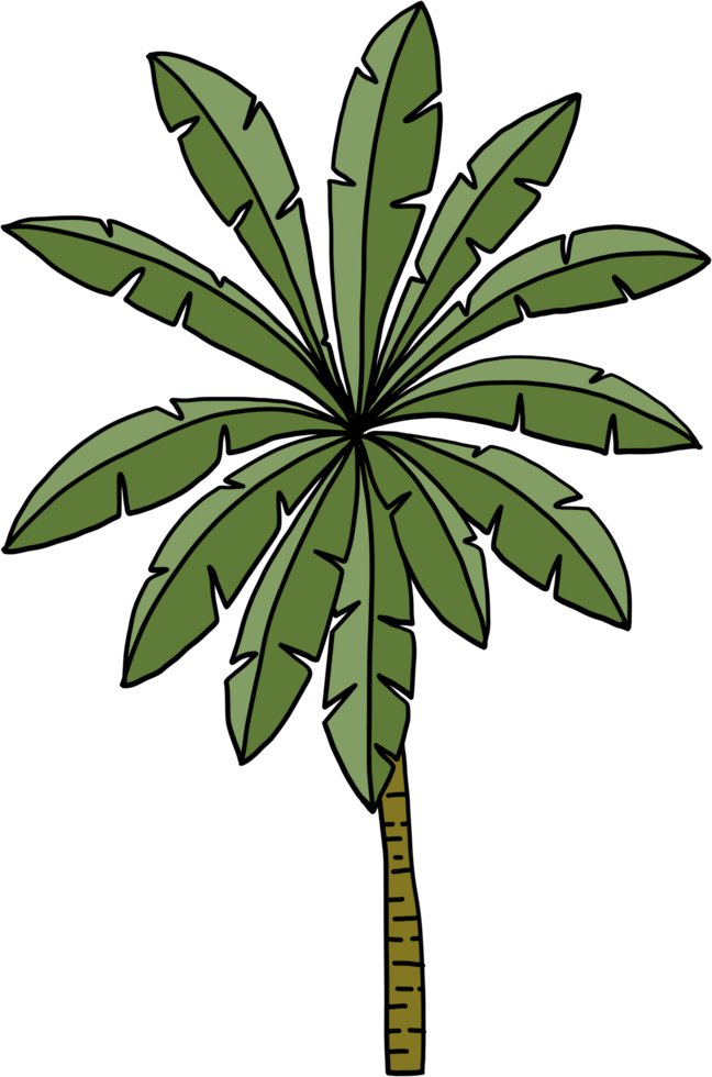doodle coconut tree freehand drawing. png