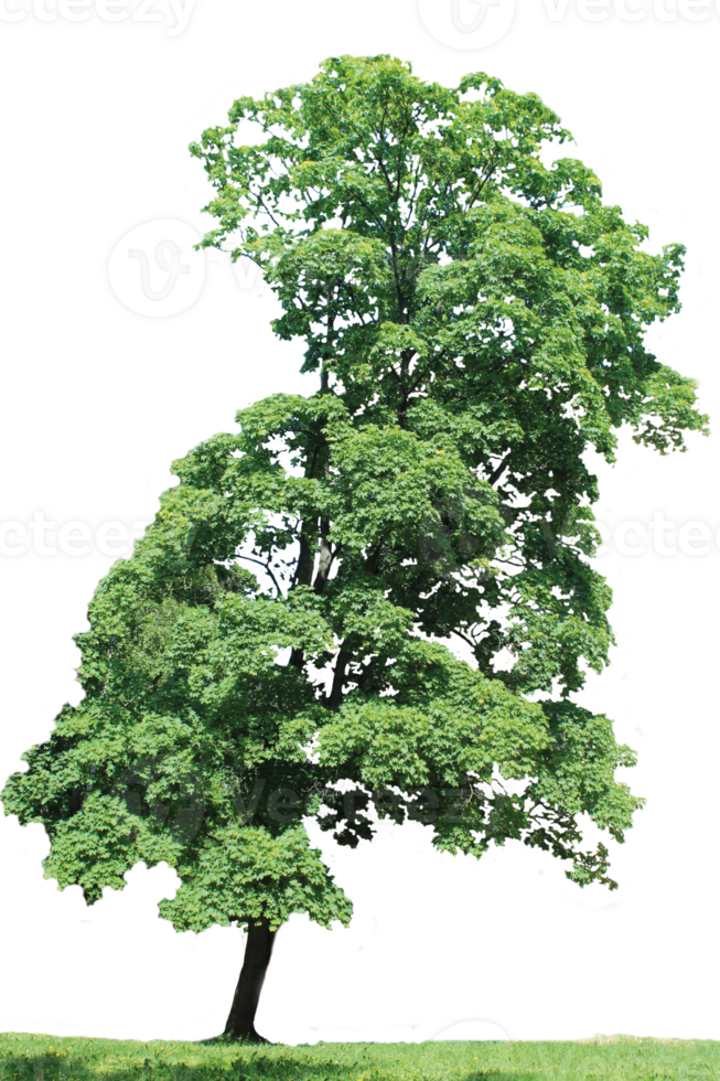 isolated single tree with clipping path png