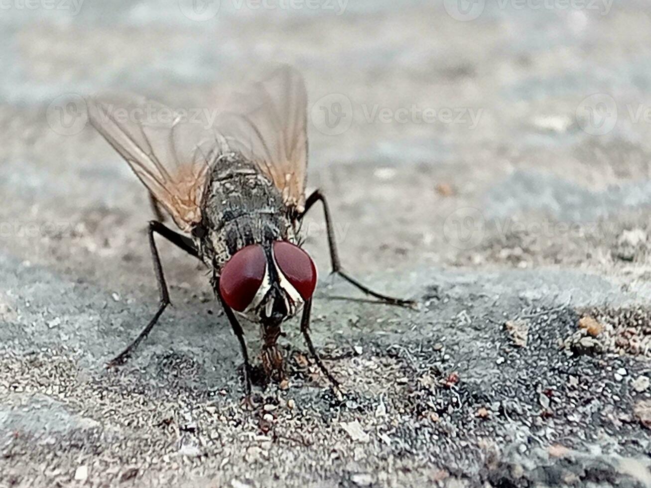 Adult House Fly of the species Musca domestica photo